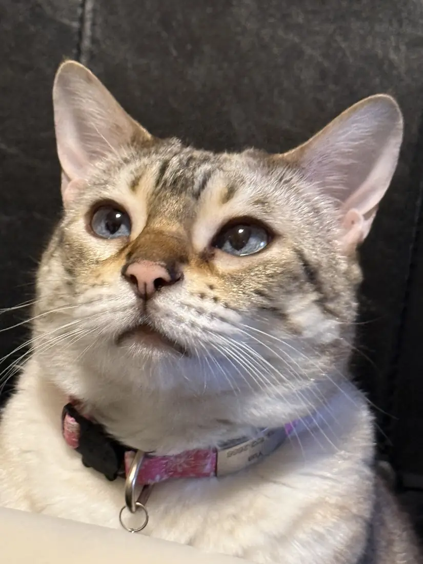 Close portrait of Yua looking slightly upward