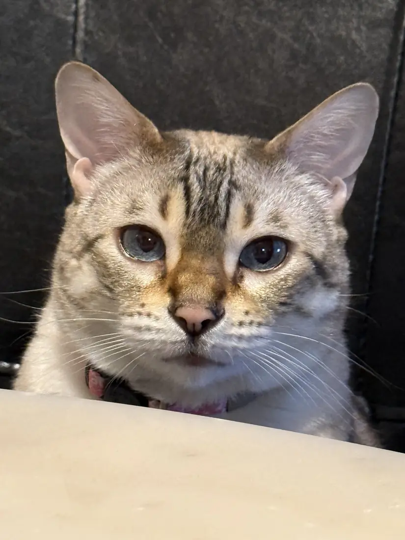 Close frontal portrait of Yua with blue eyes