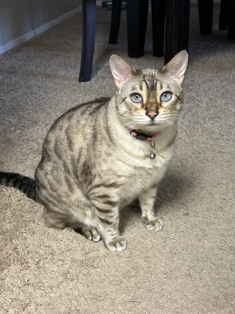 Full-body portrait of Yua sitting on carpet