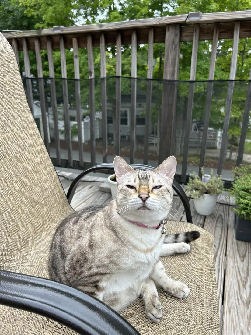 Yua sitting on a patio chair with a deeply unimpressed expression