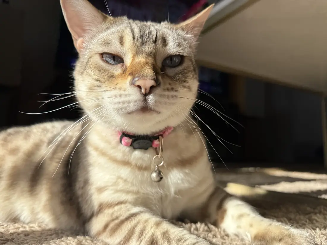 Yua resting in a warm patch of sunlight with a very serious expression